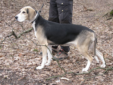Tiril-2010