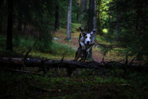 Balto løper i skogen. w
