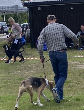 Grimsbu juniorklasse hannhund Singo av Maurvangen og Lp Ludvik