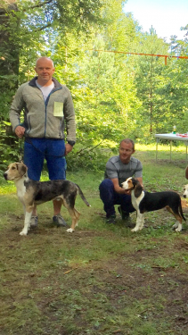 Valpeshow Elverum beste tispe og hannhund