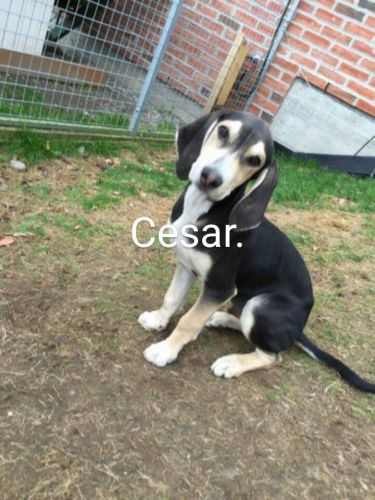 cesar1 w