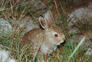 hare-unge.jpg